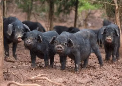 Matière première pharmaceutique de haute qualité 2
